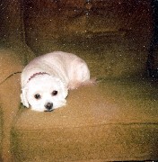 Taffy Dog after haircut